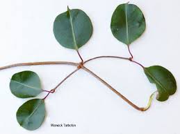 Image result for Cryptolepis cryptolepioides