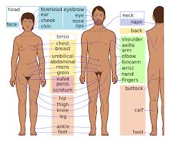 Conversations about body parts (i bumped my head, ha ha ha, i can see your belly button!, etc) are very common in everyday life for young and (especially) very young learners. Body Simple English Wikipedia The Free Encyclopedia