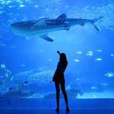 Vancouver aquarium wikipediavancouver aquarium vector logo svg png findvectorlogo comsubplot design word mark logo vancouver aquariumhome vancouver aquariumvancouver aquarium designer matthew clark roy white and. Vancouver Aquarium May Be Forced To Shut Down Permanently