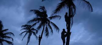 Find the perfect coconut palm tree stock photos and editorial news pictures from getty images. Goa Rules That A Coconut Tree Isn T Really A Tree And A Liquor Firm Reaps