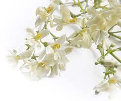Moringa Flores