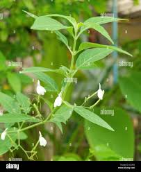 Image result for Rhinacanthus zambesiacus