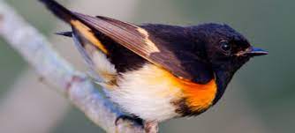 Identify birds in north america for bird watching or as a bird guide. North Carolina Mountain Birds American Redstart