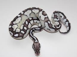 Axanthic Black And White Ball Python Axanthic Lesser Pastel Snake Keeper Line Morph List World Of Ball Pythons Ball Python Morphs Cute Snake Pet Snake