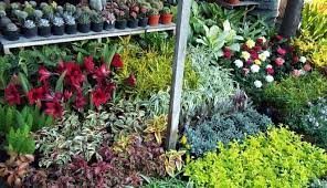 Kami melayani jual tanaman hias yang harganya relatif murah antara lain tanaman hias dalam pot maupun tanaman hias indoor maupun outdoor. Mencari Toko Tanaman Hias Harga Murah Tukang Taman Profesional Toko Tanaman Hias Pelindung Bunga Herbal Bonsai