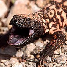 With bruce munson, adrienne atkins, bryan patrick mcculley, brian gross. Utah Considers Naming Gila Monster As State Reptile Arizona And Regional News Tucson Com