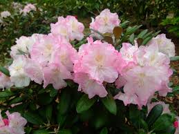 Rhododendron Ken Janeck Beautiful Flowers Deer Resistant Plants Variegated Plants