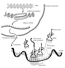 Dna transcription is the formation of an rna strand which is complementary to the dna strand. Diagram Chemical Synthesis Diagram Full Version Hd Quality Synthesis Diagram Kdiagram Firenzefiesolemusei It