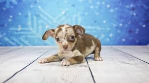 Should a chihuahua mix take after their chi parent, they will be a small, playful dog that is devoted to their families. Chiweenie The Ultimate Chihuahua Dachshund Mix Owners Guide All Things Dogs All Things Dogs