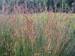 Image result for Sorghastrum