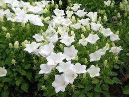 Flowers Seeds Campanula Carpatica White From Ukraine 1133 Etsy In 2021 Flower Seeds White Flowers White Plants
