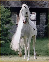 A Horse With Long Hair Horses Beautiful Horses Most Beautiful Horses