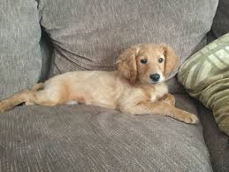 Goldendoodles are a hybrid breed. Winnie My Flat Coated Goldendoodle At 10 Weeks Tessa Claborn Also Looks Like My 6 Moth Flat Coat Goldendoodle M Goldendoodle Puppy Goldendoodle Golden Dog