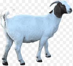 Kamran tessori camel by moosa team start video 2:25 min bad related videos: Qurbani Png Images Pngegg