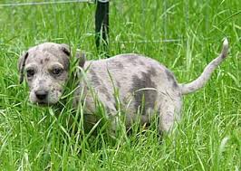 Most of the heavy lifting of digestion happens in your dog's stomach and small intestine. What Canine Stools Tell You About Diarrhea Beingstray Com