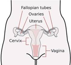 Part of the broad ligament 4. Female Reproductive System Organs Advanced Ck 12 Foundation