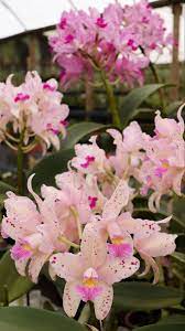 Orchids For Sale Wholesale Flowers Orchid Flower Flowers For Sale