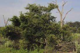 Image result for Acacia fleckii