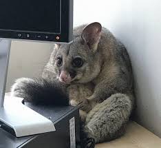 Phalangeridae) changed into given its call because of its resemblance to the opossum of the americas. Possum Trashes Woman S Office In Australia Becomes A Meme Bored Panda