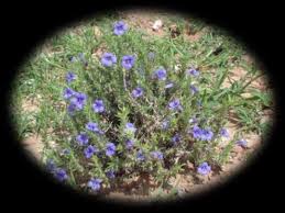 Image result for Aptosimum albomarginatum