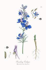 Branching Larkspur Delphinium Ajacis Victorian Botanical Illustration 1863 Vector Art Illustration Larkspur Flower Larkspur Tattoo Flower Illustration