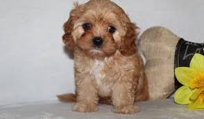 A cavapoo is an awesome hybrid mix between a king charles cavalier cavapoos are also sometimes called a cavadoodle or cavoodle. Cavapoo Puppies For Sale Saginaw Mi 292920 Petzlover
