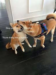 Pin By Emaline On Bork Memes Shiba Inu Funny Dogs Dog Memes