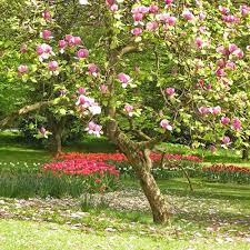 Purpur Magnolie Aufsehenerregender Zierstrauch Magnolien Schone Blumen Baume Pflanzen