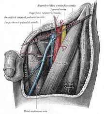 Diagram of groin area / groin muscles diagram koibana info. Vascular Anatomy Of The Inguinal Region