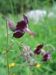Maybe you would like to learn more about one of these? Geranium Phaeum Wikipedia