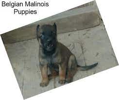 Harris county, houston, tx id: Belgian Malinois Dogs For Sale In Texas Agriseek Com