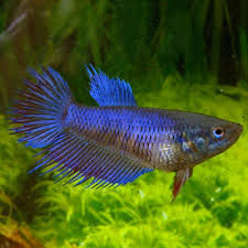 If that's clear as mud let's see if we can't explain that two of a kind paradox and find out more as we try to understand female bettas from the inside out. Why Female Bettas Deserve More Attention Some Useful Information