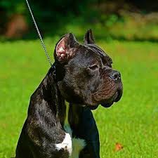 This ancient italian breed is dignified and affectionate. Cane Corso Puppies Medium