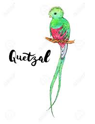 39 Quetzal Background On Wallpapersafari Learn how to draw cute easy pictures using these outlines or print just for coloring. 39 quetzal background on wallpapersafari