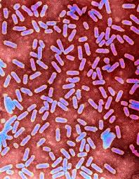 Image result for Alfalfa mosaic virus