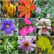 Flowers Of Yercaud Botanical Garden Tamil Nadu I Share Botanical Gardens Flowers Garden