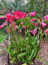 Image result for Crinum jasonii