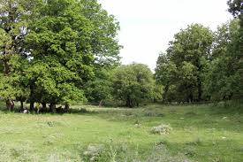 ‫غابة‬‎ ile ilgili görsel sonucu