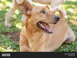 Cercadinho para cachorro pequeno porte tela aramada 60x120. Cachorro Olhando Para Image Photo Free Trial Bigstock