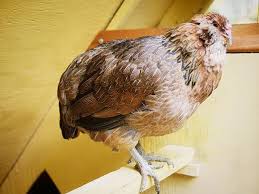 In general animals are fairly resilient, but these parasites can be draining and cause symptoms in even the toughest stock. The Spa Treatment For Sick Chickens Garden Betty