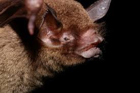 Image result for Dissotis pachytricha