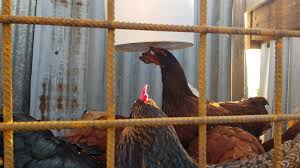 A chicken feeder is essentially the thing that will hold the feed for your free range native chickens. Rodent Proof Chicken Feeder Good Life Permaculture