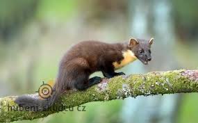 Image result for kuna lesní obrázky