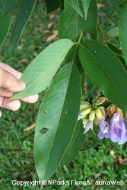 Image result for Clitoria