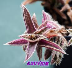 Image result for Cyanotis