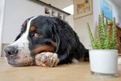 Image result
