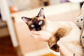 She is passionate about people and will. Siamese Cat Facts Colors Health Issues Nutrition And More Vital Info