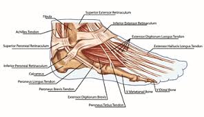 Numerous muscles help stabilize the three joints of. Tendon Png Images Pngwing