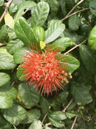 Image result for Combretum erythrophyllum