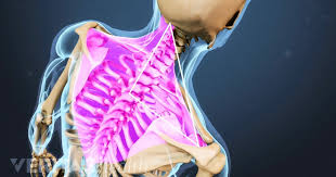 Pin On Autoimmune And Pain